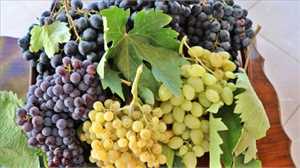 Elazığ`da Öküzgözü- Boğazkere Bereketi