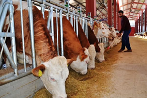 İşte 2019 Hayvancılık Destekleri