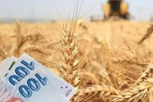 Hububat Prim Desteği Yüzde 100 Arttı!