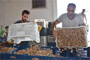 Tariş İncir Birliği, TMO Adına Bin Ton İncir Aldı