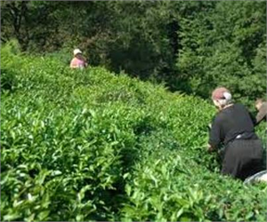 Yaş Çay Üreticilerine Kg`de 13 Kuruş Destek