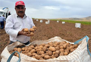 Tohum var, Ürün Var, Pazar Var Fiyat Yok