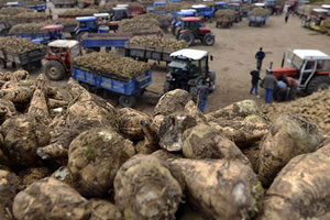 Şeker Kotaları Belli Oldu!