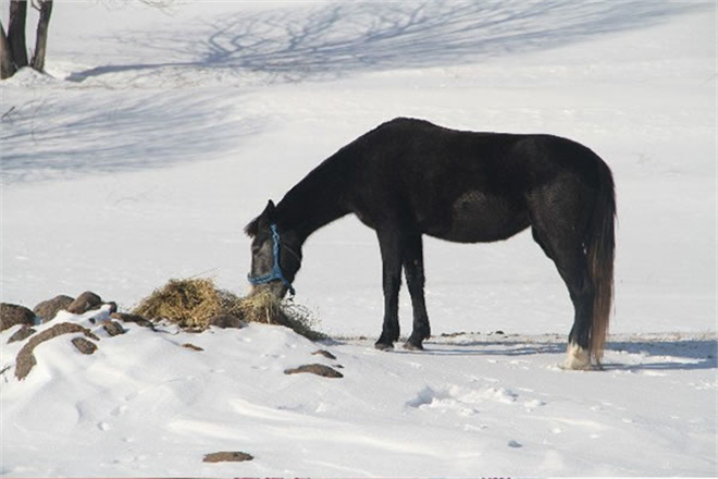 Çetin Kış Şartlarında Yılkı Atlarının Yem Bulma Mücadelesi