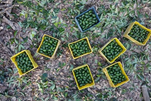 Denemek İçin Ektikleri Avokadoya Talep Artıyor