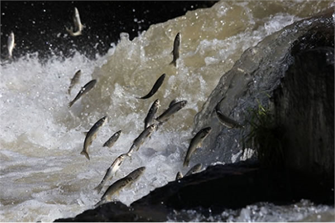 Balıkçılıkta Uygulanan Para Cezalarında Düzenleme Yapıldı