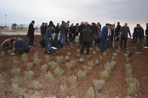 Batman`da Tıbbi ve Aromatik Bitki Yetiştirilecek