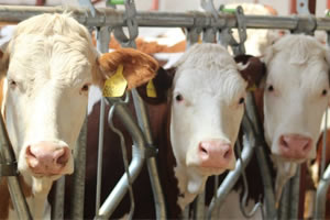 Düve Alım Desteğine Düzenleme Geldi