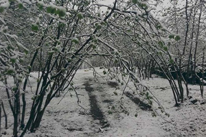 Kar Yağışı Fındık Üreticisini Sevindirdi!