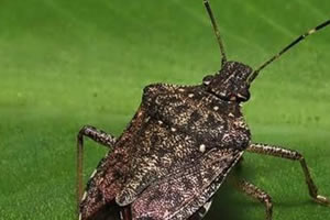 Fındık Üreticisine Kokarca Uyarısı