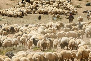 2020, Küçükbaş Hayvancılık Yılı Olacak