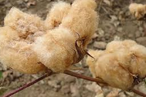 Renkli Pamukta Deneme Üretimi Başarılı!