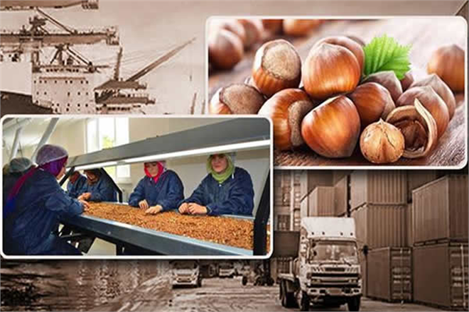 Türkiye, Fındık Üretimi ve İhracatında Dünya Lideri