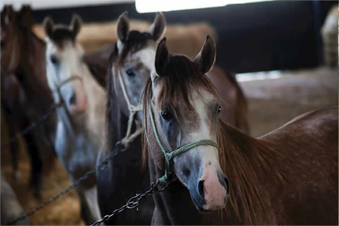 TİGEM 2019 Satış Verilerini Açıkladı