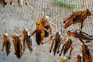 Yılda 1 Milyon Çekirge İhracatı