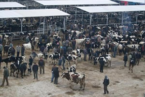 Koronavirüs Nedeni İle İl Genelinde Hayvan Pazarları Kapandı