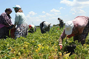 `Mevsimlik Tarım İşçisi Göçü` Kovid-19 Endişesiyle Başladı