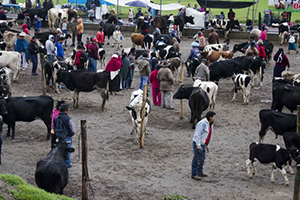 İki İlde Daha Hayvan Pazarları Koronavirüs Nedeni ile Kapatıldı