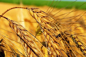 Lapsekili Üreticiler Yüzde 30 Fazla Verim Bekliyor