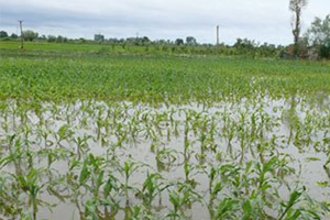 Gaziantep`te Etkili Olan Yağışlar Tarım Alanlarına Zarar Verdi