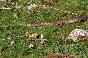 Burdur`da Bulundu Şanlıurfa`da Doğaya Salındı