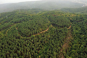 Gaziantep`in Orman Varlığı Artıyor