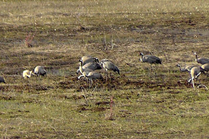 Nesli Tükenme Tehlikesi Altında Olan Turnalar Ovacık`ı Mesken Tuttu