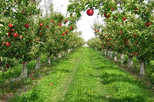 Meyve Ağaçlarında Yaprak Biti