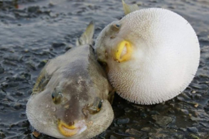 Balon Balığında Avlanma Yasağı Kaldırıldı