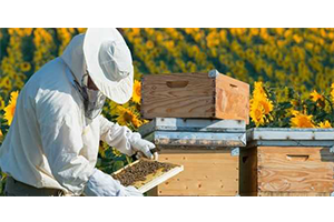 Vali Civelek Açıkladı Muğla`da 65 Yaş Üstü Arıcıların Seyahati