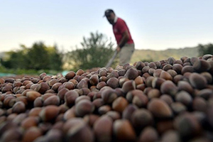 Fındık Üreticisine 11 Yılda 8,5 Milyar Lira Destek