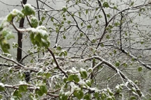 Fındıkta Tarım Sigortası Başvurusu Uzatıldı