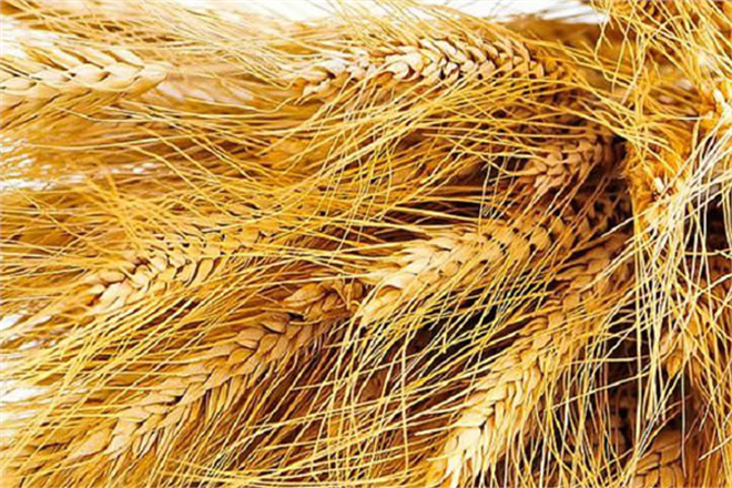 Dünya Un Sektörü Antalya`da Buluşacak