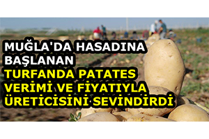 Muğla`da Hasadına Başlanan Turfanda Patates Verimi Ve Fiyatıyla Üreticisini Sevindirdi