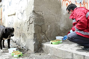 Bayburt`ta Sokak Hayvanlarına Yem Desteği