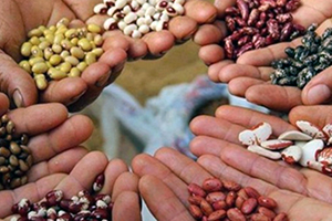 Binlerce Yıllık Tohum Mirası Salgın Hastalıklara Karşı Nasıl Korunuyor