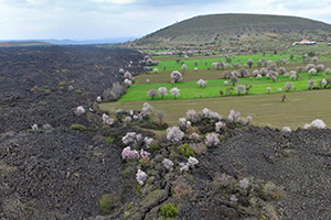`Yanık Ülke` İlkbaharla Renklendi
