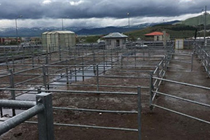 Ardahan`da Şap Karantinası