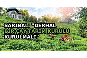 Sarıbal: `Derhal Bir Çay Tarım Kurulu Kurulmalı`