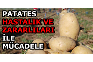 Önemli Patates Hastalık ve Zararlıları İle Mücadele