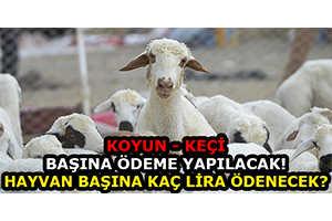 Koyun - Keçi Başına Ödeme Yapılacak! Hayvan Başına Kaç Lira Ödenecek?