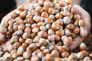 Fındık İhracatçıları Hedeflerini Aşmayı Umut Ediyor