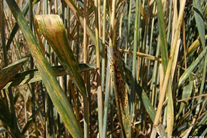 Hububat Pas Hastalıkları