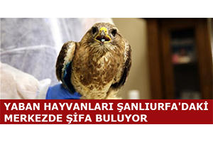 Yaban Hayvanları Şanlıurfa`daki Merkezde Şifa Buluyor