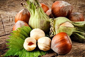 Karadeniz`de Fındık Tarımı ve İhracatının Tarihsel Serüveni