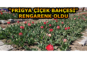 `Frigya Çiçek Bahçesi` Rengarenk Oldu