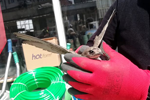 Çatıya Sıkışan Ebabil Kuşunu Esnaf Kurtardı