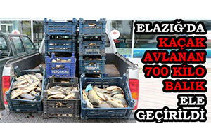Elazığ`da Kaçak Avlanan 700 Kilo Balık Ele Geçirildi
