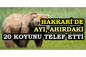 Hakkari`de Ayı, Ahırdaki 20 Koyunu Telef Etti