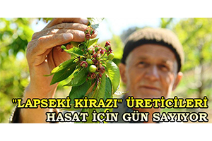 `Lapseki Kirazı` Üreticileri Hasat İçin Gün Sayıyor